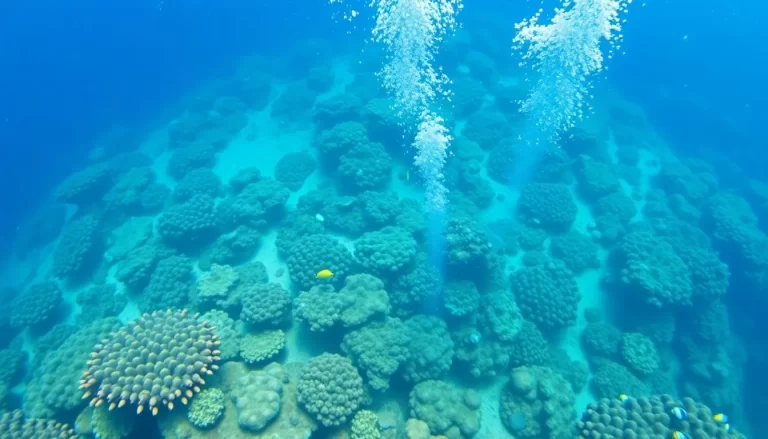 Diving in the Great Barrier Reef Guide