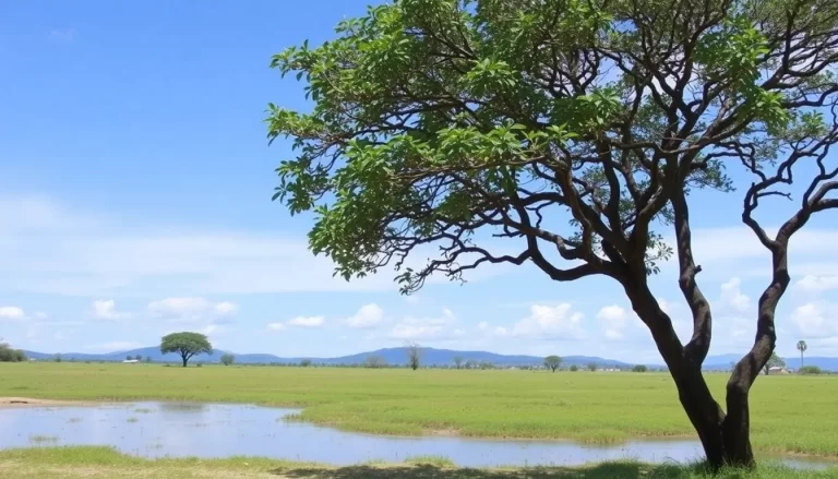 Traveling Around Madagascar: A Complete Guide